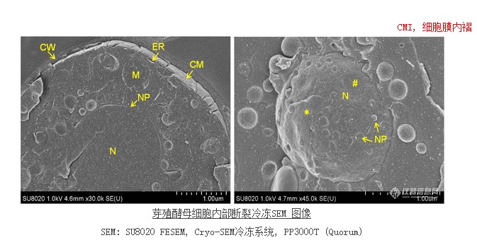 芽殖酵母細(xì)胞內(nèi)部斷裂冷凍SEM 圖像 芽殖酵母細(xì)胞內(nèi)部斷裂冷凍SEM 圖像